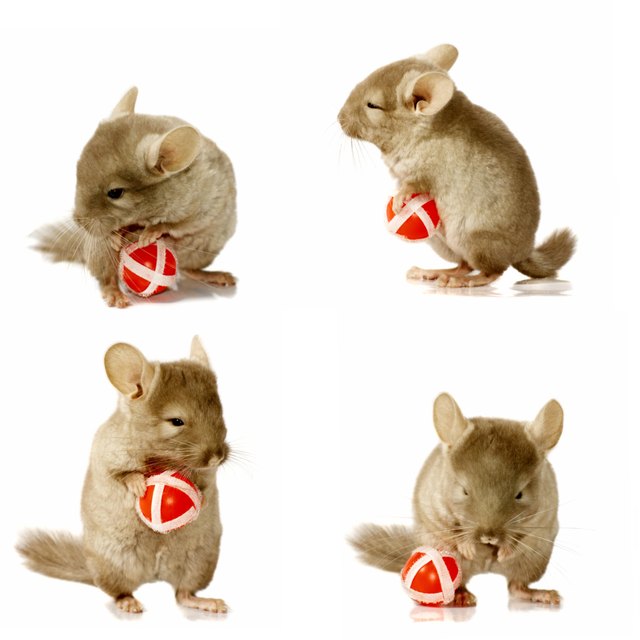 sequence shots of chinchilla holding ball