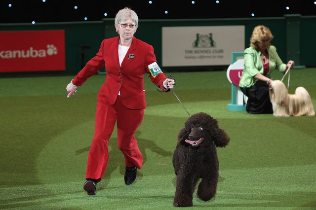 Best In Show Announced At Crufts