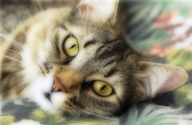 Portrait of a cat