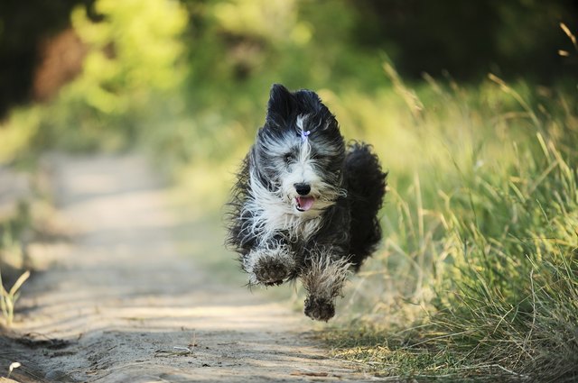 Bearded collie running on a dirt road