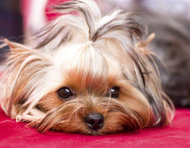 Puppy yorkshire terrier on the background