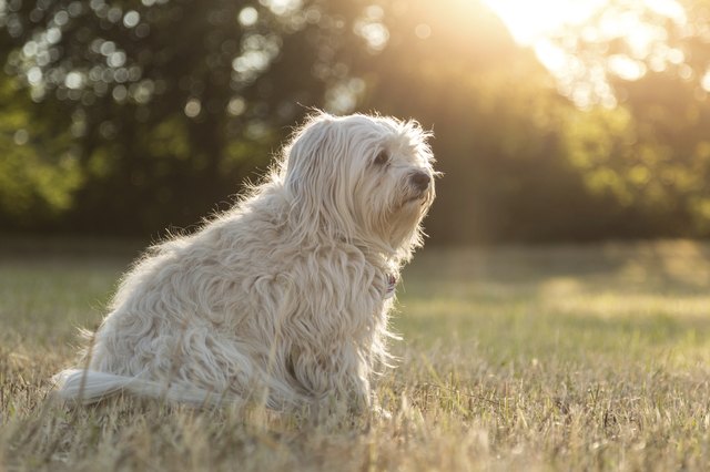Sunshine