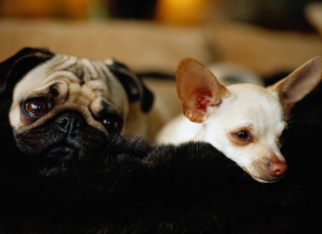 Chihuahua and Pug Sleeping