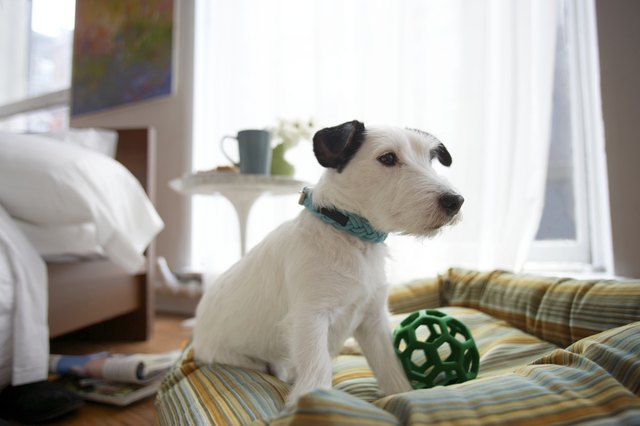 Black and white terrier dog sitting in basket with ball in bedroom