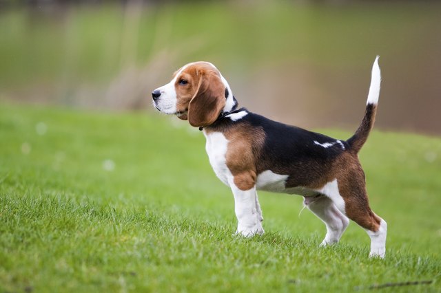 Beagle on green grass