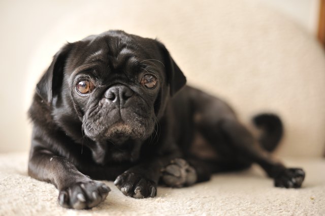 Resting pug dog