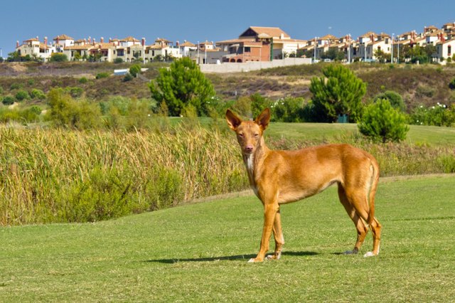 Pharaoh Hound