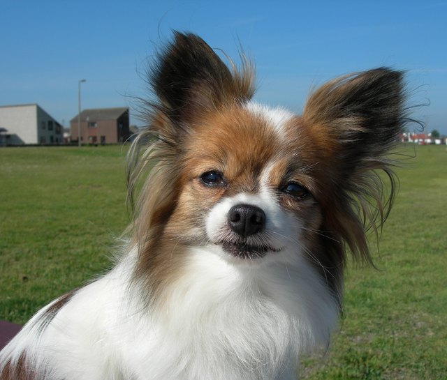 Papillon dog looking at Camera