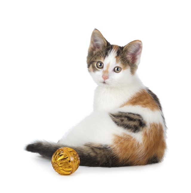 difference between calico cats and tortoiseshell cat