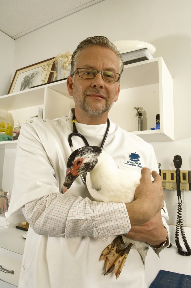 "Mature male vet holding duck in veterinary surgery, smiling, portrait"