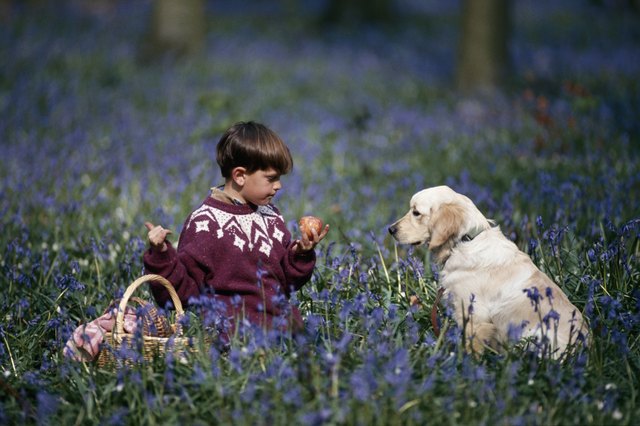 Boy (4-7) with dog sitting in flower field, holding apple