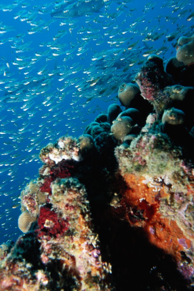 School of fish, underwater view