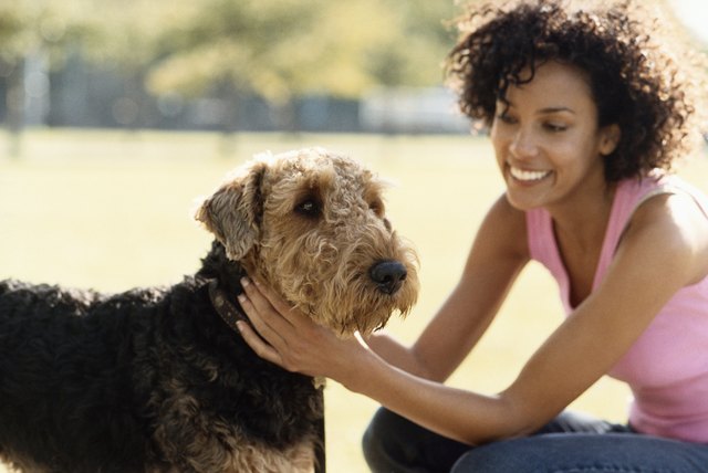 Woman Stoking her Pet Terrier, in a Park