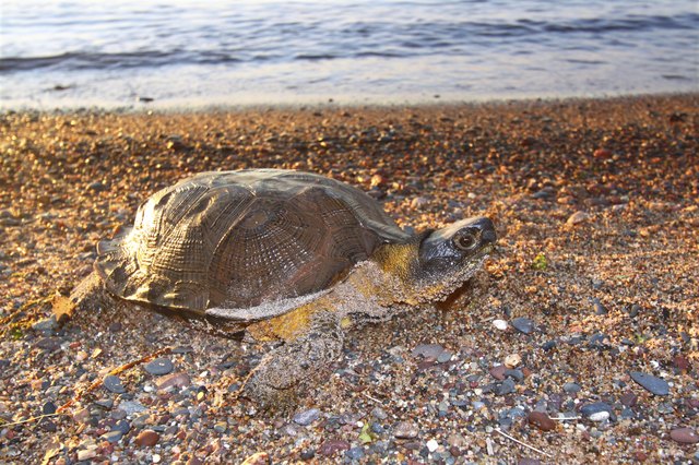 Wood Turtle (Glyptemys insculpta)