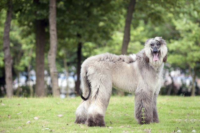 Afghan hound dog standing
