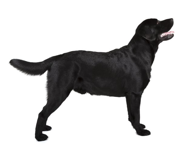 black labrador retriever