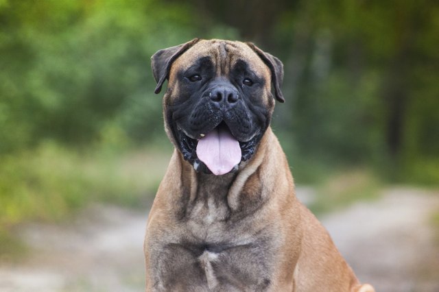bullmastiff