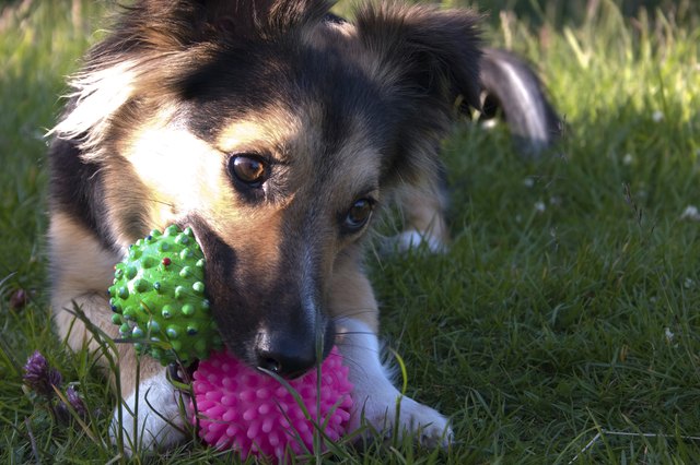 Dog and her Toys