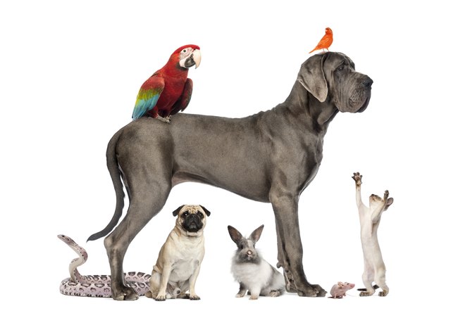 Group of pets - Dog, cat, bird, reptile, rabbit