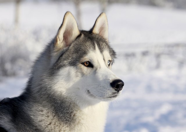 husky in winter