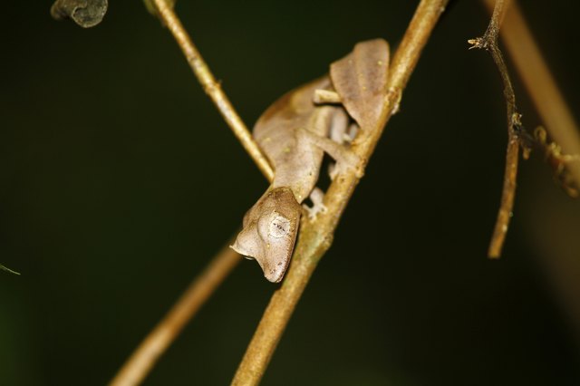Satanic Leaf-tailed Gecko (Uroplatus phantasticus) in Ranomafana