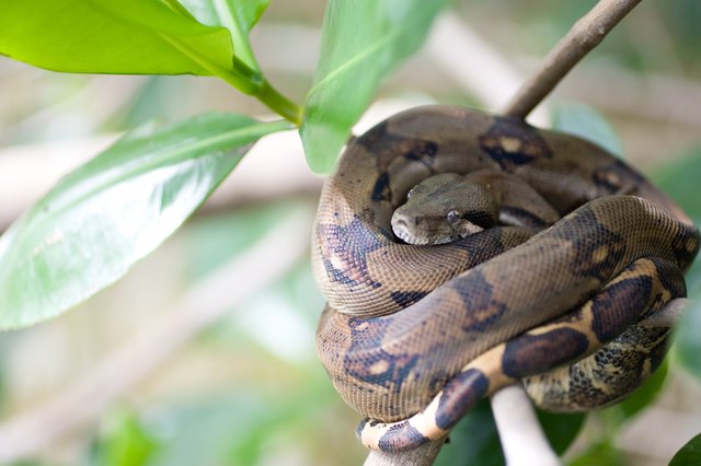 Black Common Boa, Damas Estuary. Costa Rica