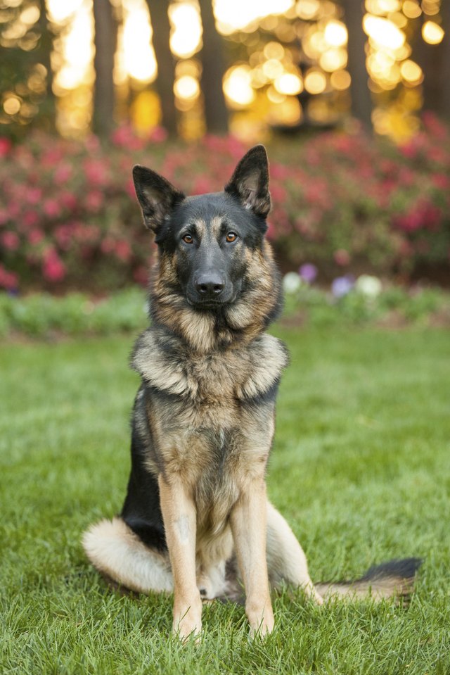 Young German Shepherd sitting outside