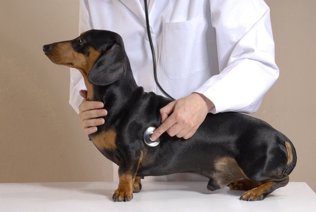 Veterinary and dog.