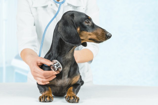 Veterinarian listens dog