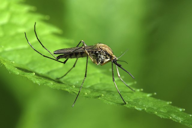 Mosquito on green leaf