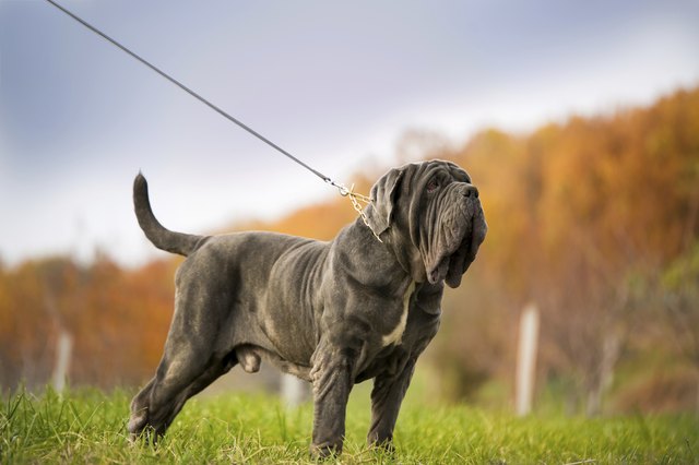 MASTINO NAPOLETANO, NEAPOLITAN MASTIFF