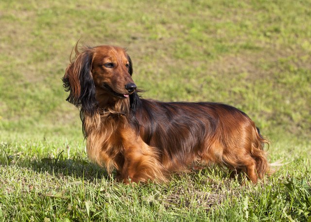longhaired dachshund in an outdoor