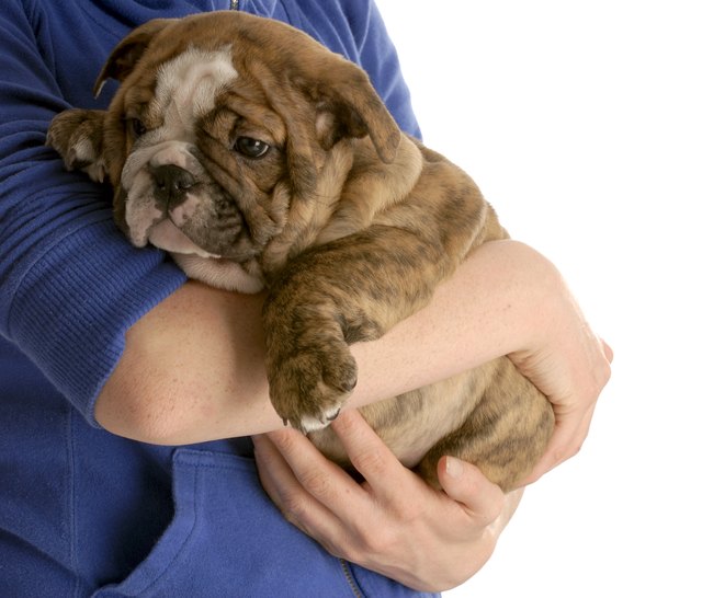 puppy love