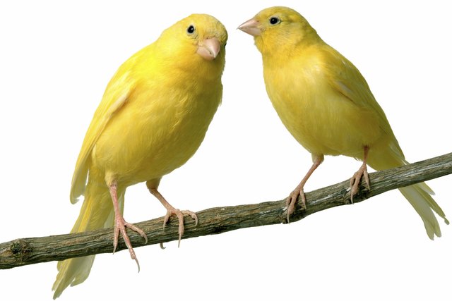 canaries