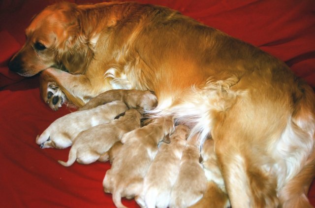 Golden retriever.
