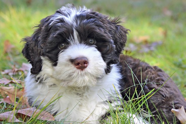 Curious puppy in fall leaves