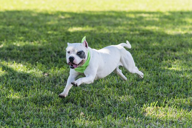 White Pitbull Terrier running in the grass
