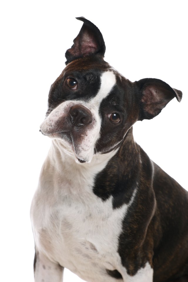 Boston Terrier Head Tilt
