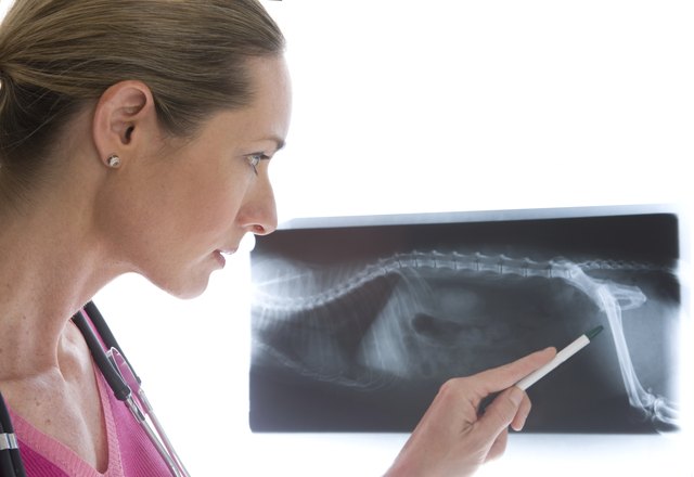 Veterinarian Examining Cat X-Ray