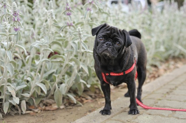Pug dog sitting next to a flower bed