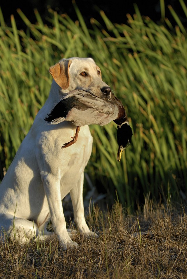 Yellow Labrador Retriever Hunting