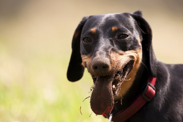 Dirty Dachshund