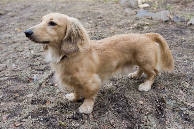 Cute beige shorthaired teckel