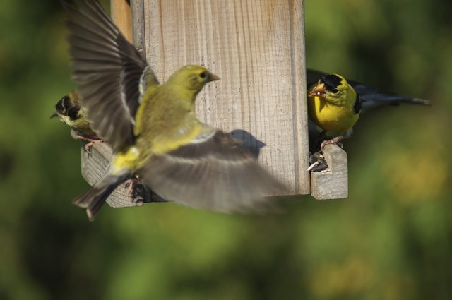Fighting birds American Goldfinch on bird feeder