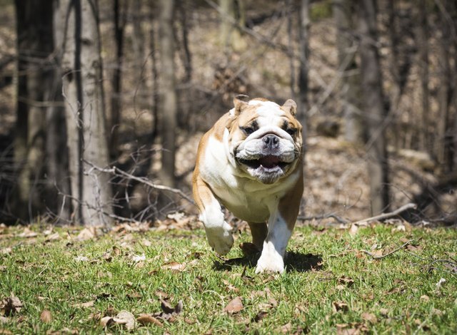 english bulldog running