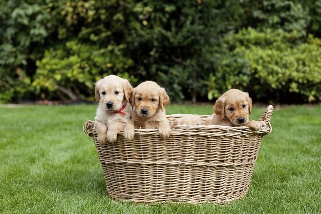 Puppies in a wicker basket