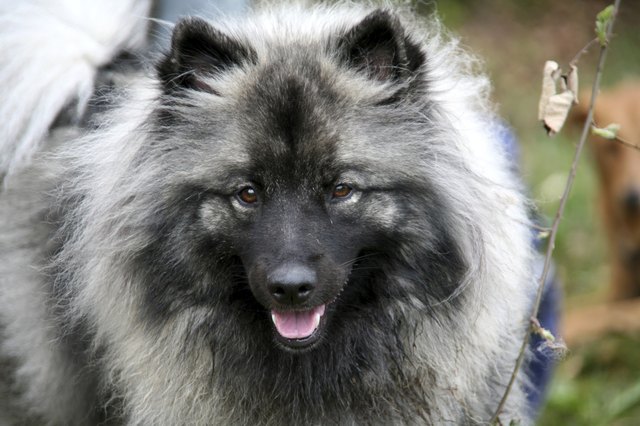 Grey Spitz