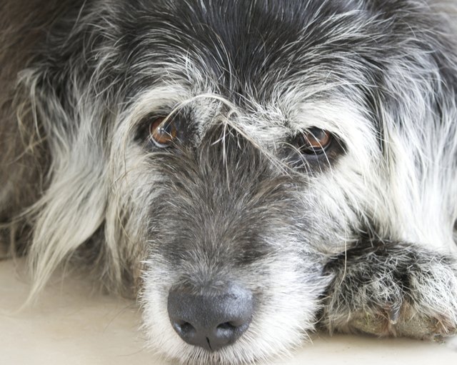 Bella – partly old english sheepdog, partly ??