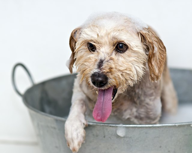 Washing the dog