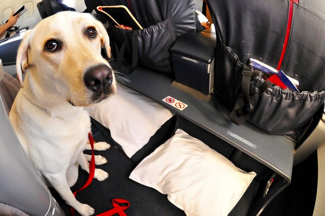 Dog On Airplane